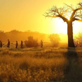 zonsopkomst in Ruaha met een baobab op de voorgrond