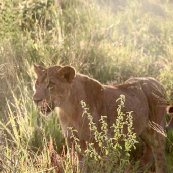 Leeuwin liggend in het gras en geconcentreerd kijkend
