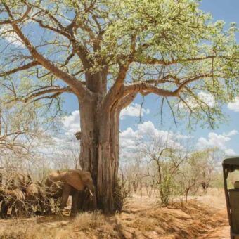 Groepje olifanten in de schaduw van een boom