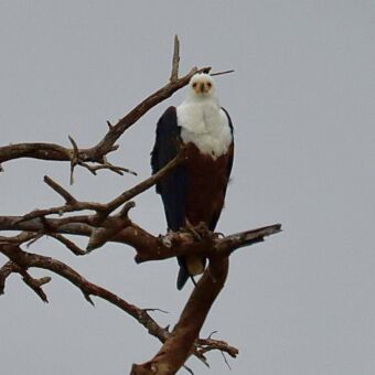 Een Afrikaanse zeearend (African Fish Eagle) met een witte kop en borst, bruine buik en donkere vleugels, zittend op een dode boomtak.