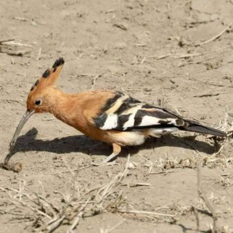 Een Afrikaanse hop (African Hoopoe) met een opgezette oranjebruine kuif, een lange gebogen snavel en een gevangen prooi in zijn bek.