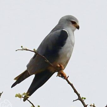 Een grijze wouw (black-shouldered kite) met een grijze rug, witte onderzijde en zwarte schoudervlekken, zittend op een dunne tak.