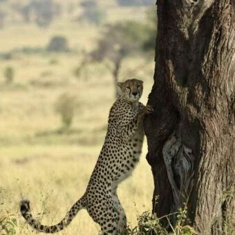 Een jachtluipaard (cheeta) die op zijn achterpoten staat en met zijn voorpoten tegen een boom leunt in een open savanne.