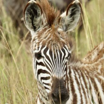 Close-up van de kop van een jonge zebra in het hoge, droge gras.