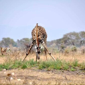 Giraf die voorovergebogen probeert gras te eten