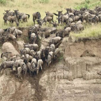 Een grote groep gnoes die zich verzamelt bij de oever van de Mara rivier en zich voorbereidt op de oversteek.