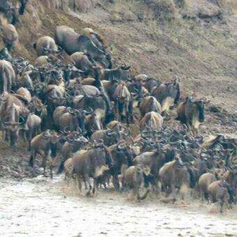 Een grote groep gnoes die door het water een rivierbedding afdaalt.