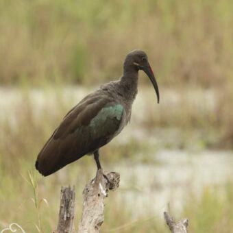 Een Hadada-ibis (Hadada Ibis) met een grijsachtig bruin verenkleed en een lange, gebogen, rood-bruine snavel, staand op een stronk.