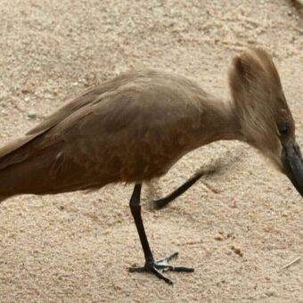 Een Hamerkop (Hamerkop), een bruine vogel met een lange snavel en een opvallende kuif, staand in het zand.