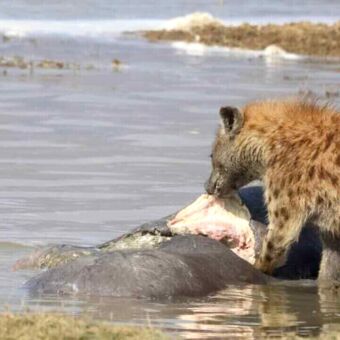 Aan de rand van het water ligt een karkas van een nijlpaard waar een hyena van eet