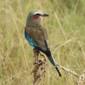 Een Vorkstaartscharrelaar (Lilac-breasted Roller) met een lichtpaarse borst en een groenblauwe kop, zittend op een takje in het hoge gras.