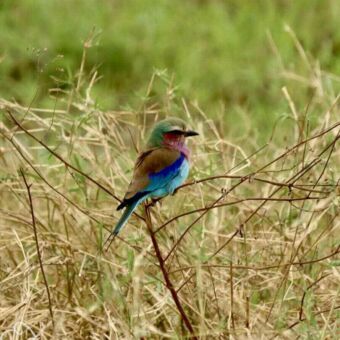 Een Vorkstaartscharrelaar (Lilac-breasted Roller) met een paarse borst, felblauwe vleugels en een groenblauwe kop, zittend op een dun takje in droog gras.