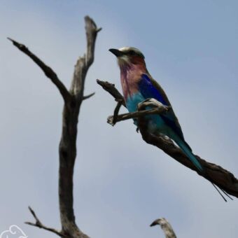 Een Vorkstaartscharrelaar (Lilac-breasted Roller) met een paarse borst en felgekleurde blauwe vleugels, zittend op het einde van een kale tak.