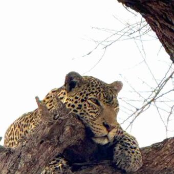 Luipaard slaperig kijkend liggend een tak