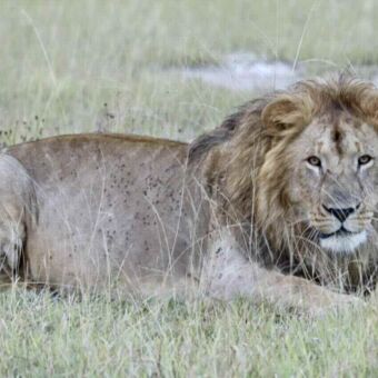 Een mannetjesleeuw met manen die recht in de camera kijkt vanuit het hoge gras.
