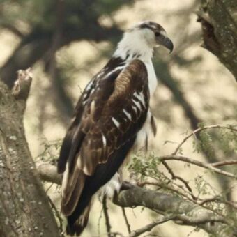 Een Vechtarend (Martial Eagle) met een lichte kop, een bruin-wit gespikkeld verenkleed en een opgezette kuif, zittend op een tak.