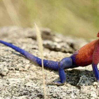 Een Mwanza platkopagaam (Mwanza Flat-headed Agama), een hagedis met een felrode kop en bovenlichaam en blauwe poten en staart, zittend op een steen.