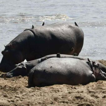 twee nijlpaarden, een staande en een liggende, op een zandbank in de buurt van een watermassa, met kleine vogels op hun rug.