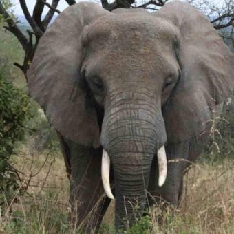 Olifant van dichtbij met een lange en korte slagtand