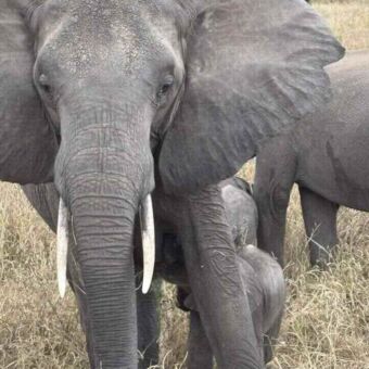 Een volwassen Afrikaanse olifant, dichtbij de camera, met een heel jong olifantje verscholen tussen haar voorpoten in een grasrijk landschap.
