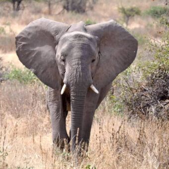Olifant met kleine slagtanden die je recht aankijkt staand in het gele gras
