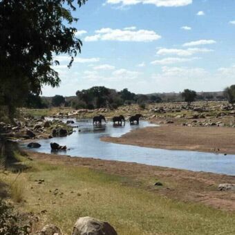 Olifanten die de Ruaha rivier oversteken