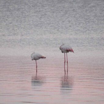 In een meer staan twee flamingo's met gebogen nekken