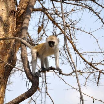 Black Velvet aapje op een tak naar beneden kijkend