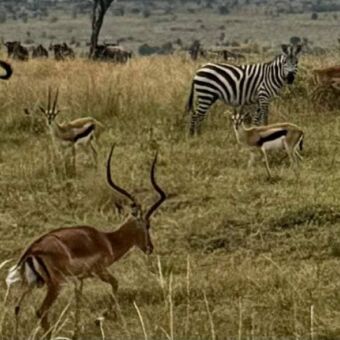 Een kudde zebra's en gazelles, inclusief Thomson's gazelles, graast op de uitgestrekte vlaktes van de Serengeti.