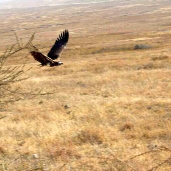 Boven de vlakte van de Serengeti vlieg een bruine arend