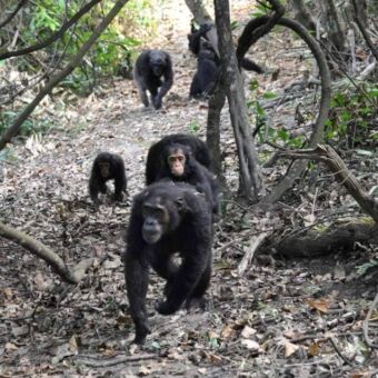 Groep chimpansees die naar je toe lopen en de voorste kijkt je aan