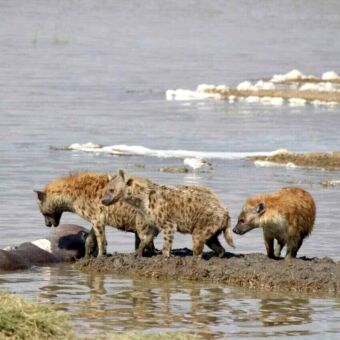 Aan de rand van het water het karkas van een nijlpaard en drie hyena's