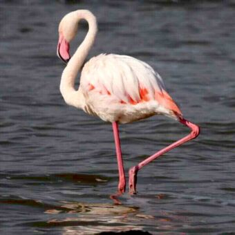 Flamingo met gebogen nek staand in het water