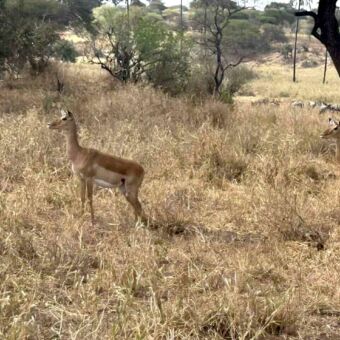 Gazellei net goudgele gras van Tanzania je aankijkend