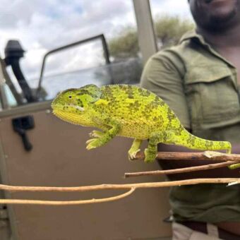 Gekko met felle groen kleuren op een tak