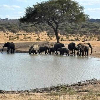 Onder een boom aan het water staan een groep olifanten die water drinken