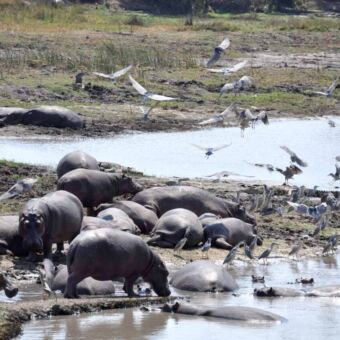 grote groep hippo's op de kant en in het water met allemaal vogels erom heen