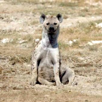 Zittende hyena in het dorre gele gras. Hij kijkt je recht aan
