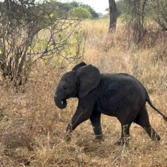 In een dor landschap van Tanzania loopt een kleine olifant met zijn slurf in de mond