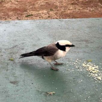 Klein zwart wit vogeltje op het dek van een boot