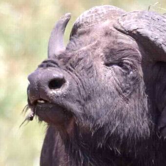 Grote kop van een buffel