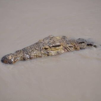 Kop van een krokodil net boven het bruine water