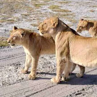 Leeuwin met twee welpen die geconcentreerd naar voren kijken