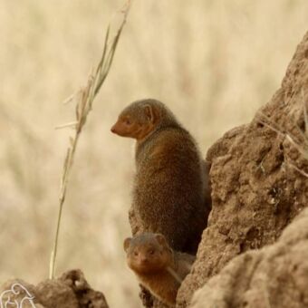 Twee mangoesten kijken vanuit een termietenheuvel in een droge omgeving.