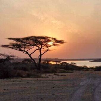 Grote paraplu acacia in het licht van een ondergaande zon op de vlaktes van de Serengeti Tanzania