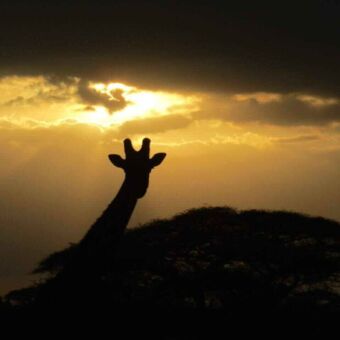 Silhouet van een de nek van een giraf door het tegenlicht van een zonsondergang