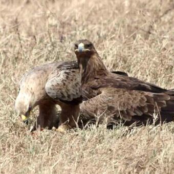 In het goudgele gras twee bruine arenden die een prooi opeten