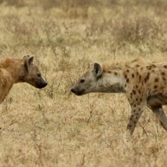 Twee hyena's in het droge gras, waarvan er één rent en de andere staat toe te kijken.