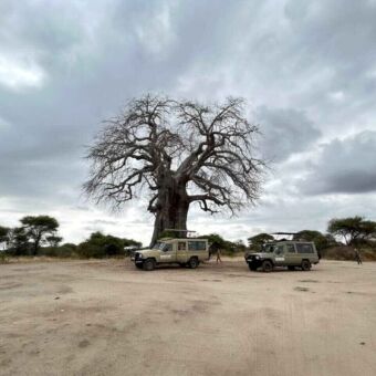 Twee safariauto's van Droomreis Tanzania onder een enorme baobab boom in Tarangire