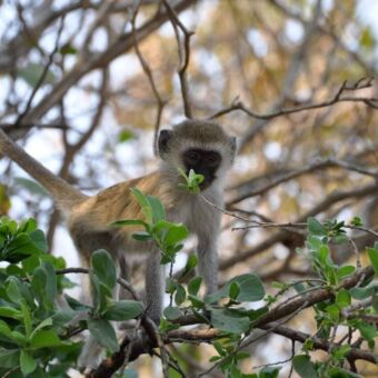 Balck Velvet aapje op een tak et groene blaadjes nieuwsgierig kijkend